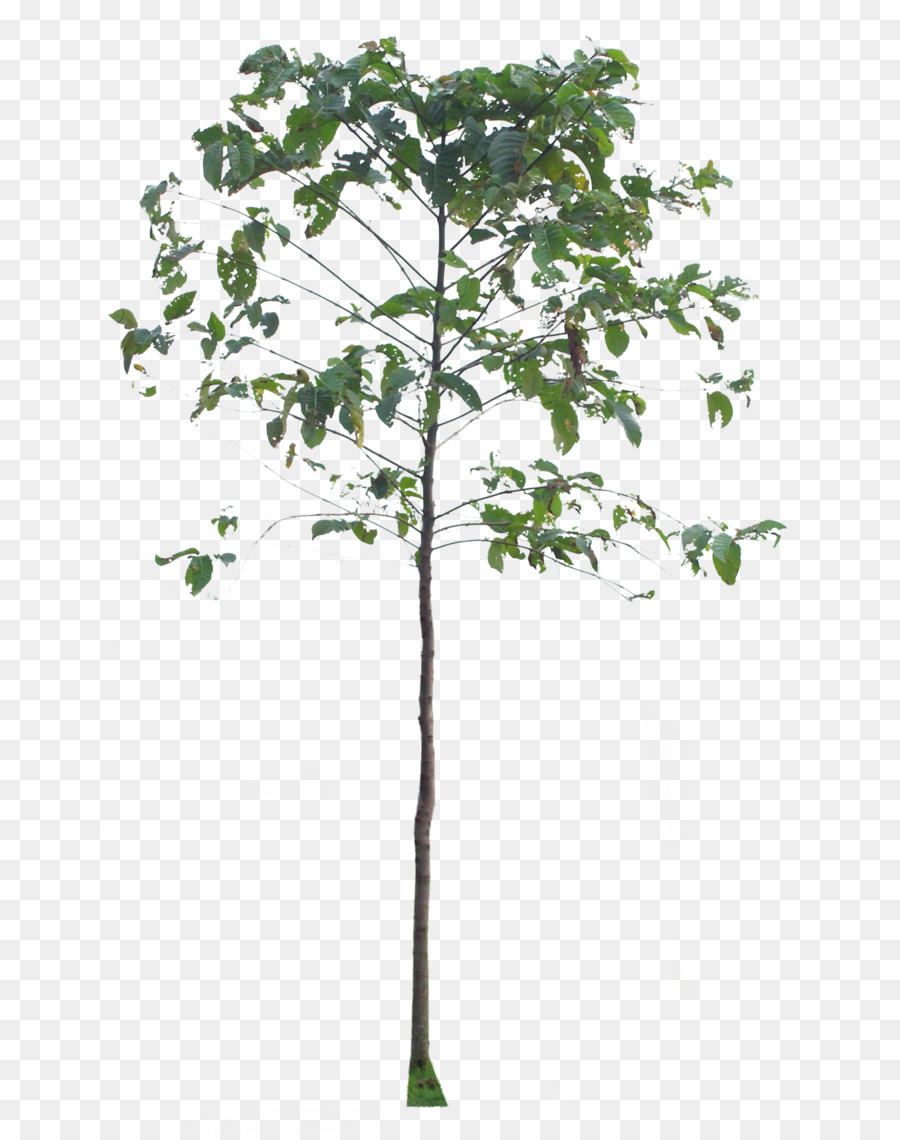 Arbre，Succursales PNG