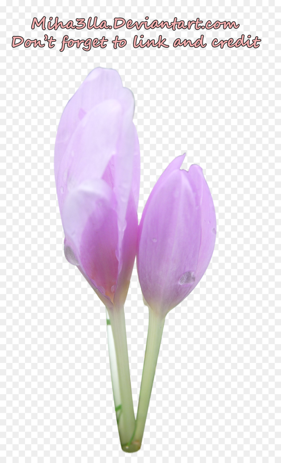 Tulip，Les Fleurs Coupées PNG