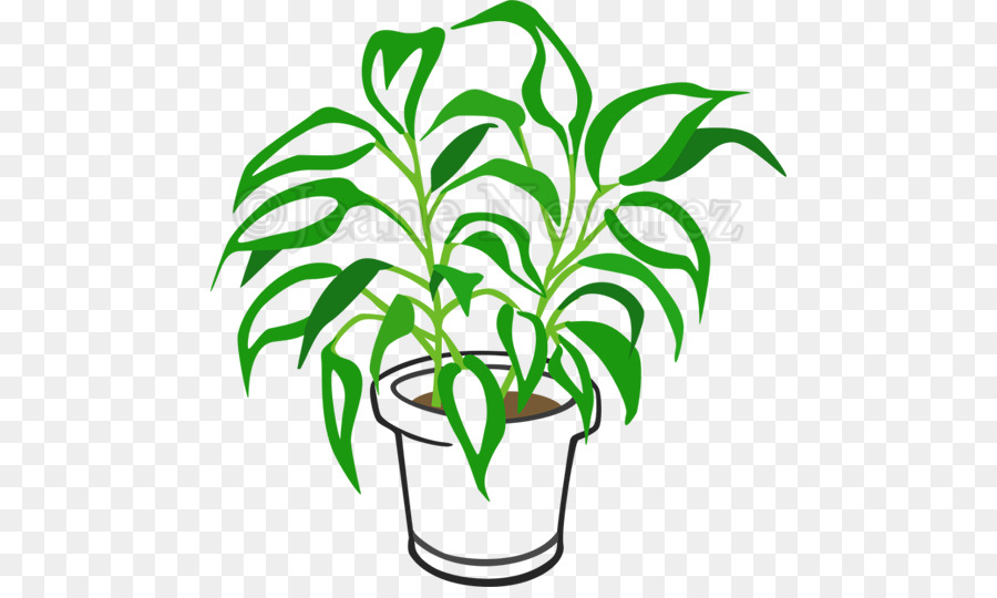 Plante En Pot，Usine PNG