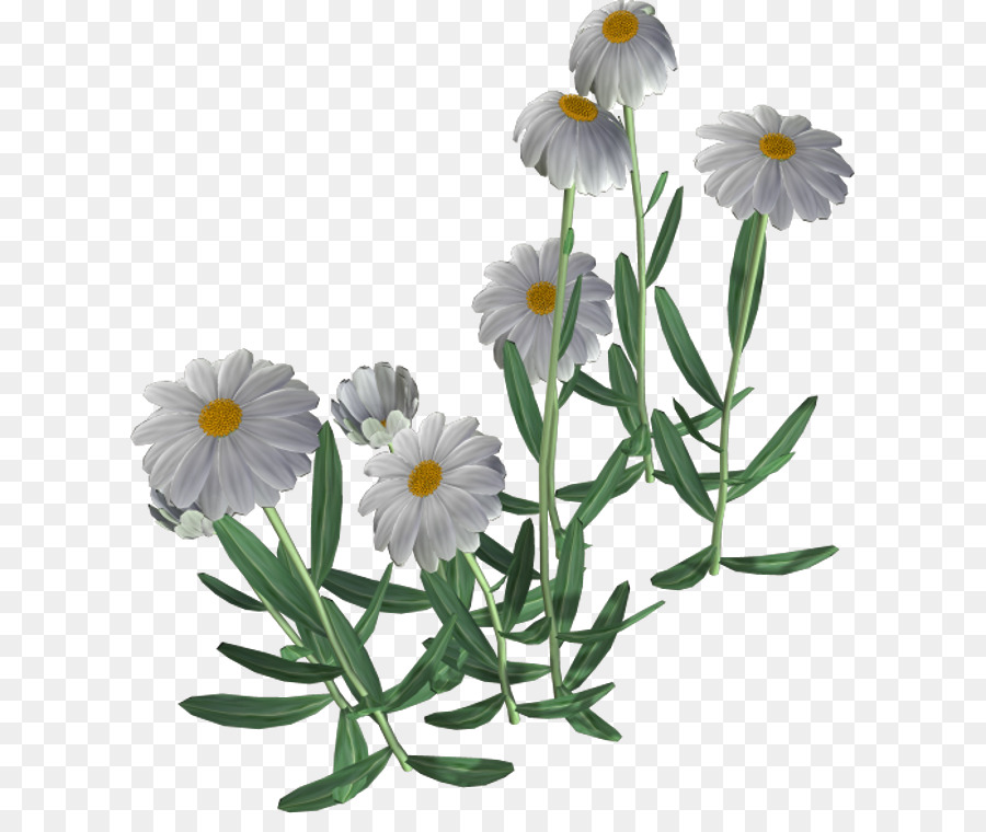 Fleurs Blanches，Fleurs PNG