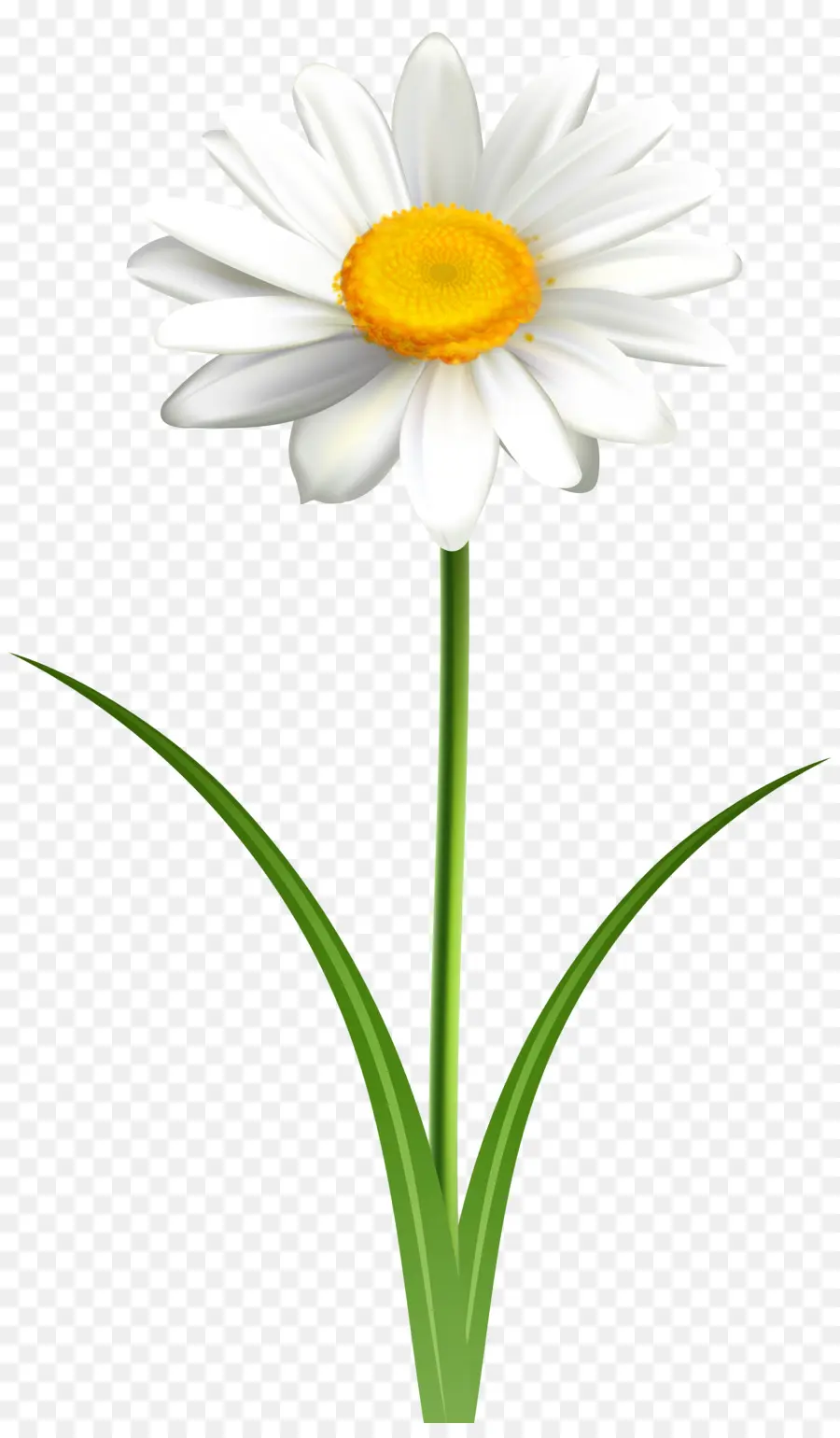 Commune De Daisy，Marguerite PNG