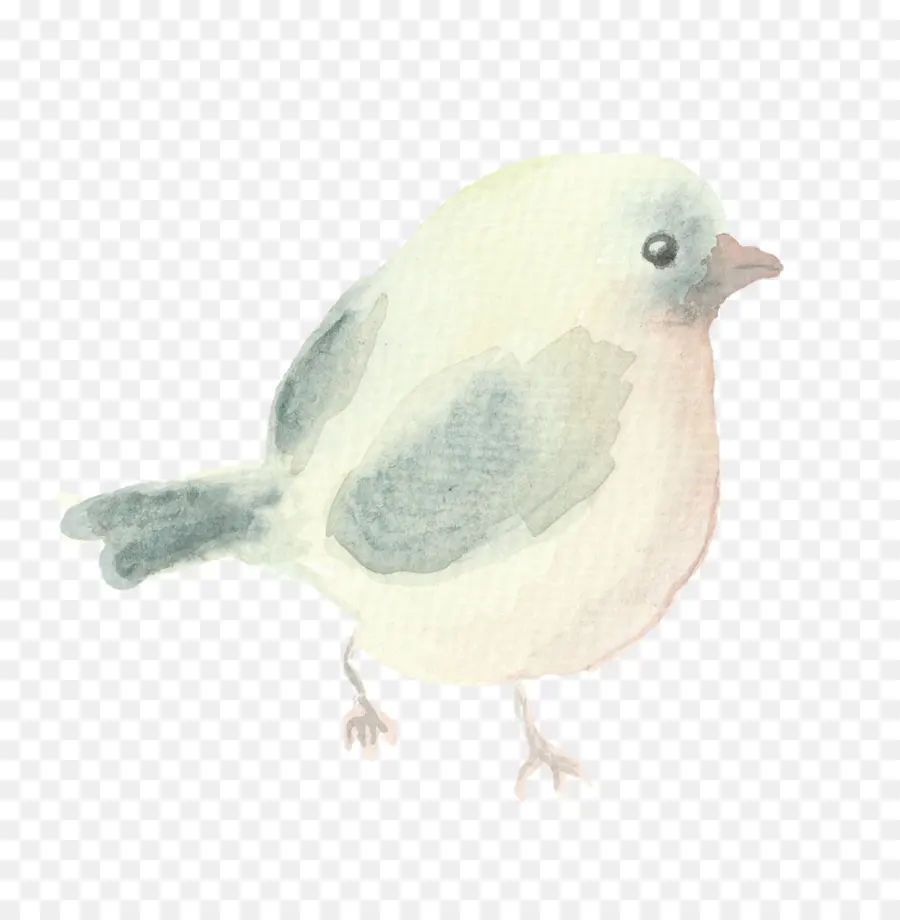 Oiseau Aquarelle，Peinture PNG