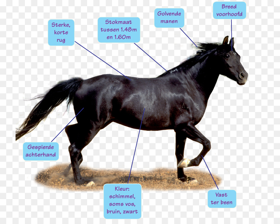 Cheval Noir，En Cours D'exécution PNG