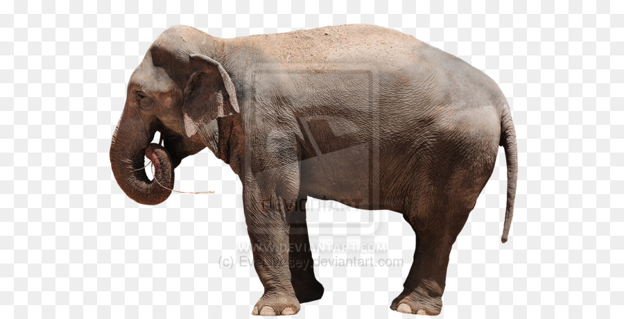 Éléphant，Mammifère PNG