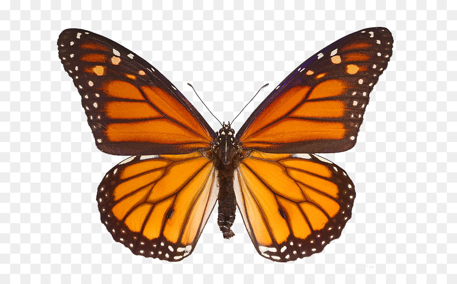 Papillon Monarque，Orange PNG