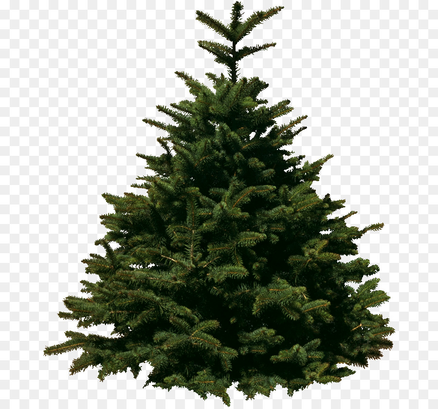 Pin，Arbre PNG