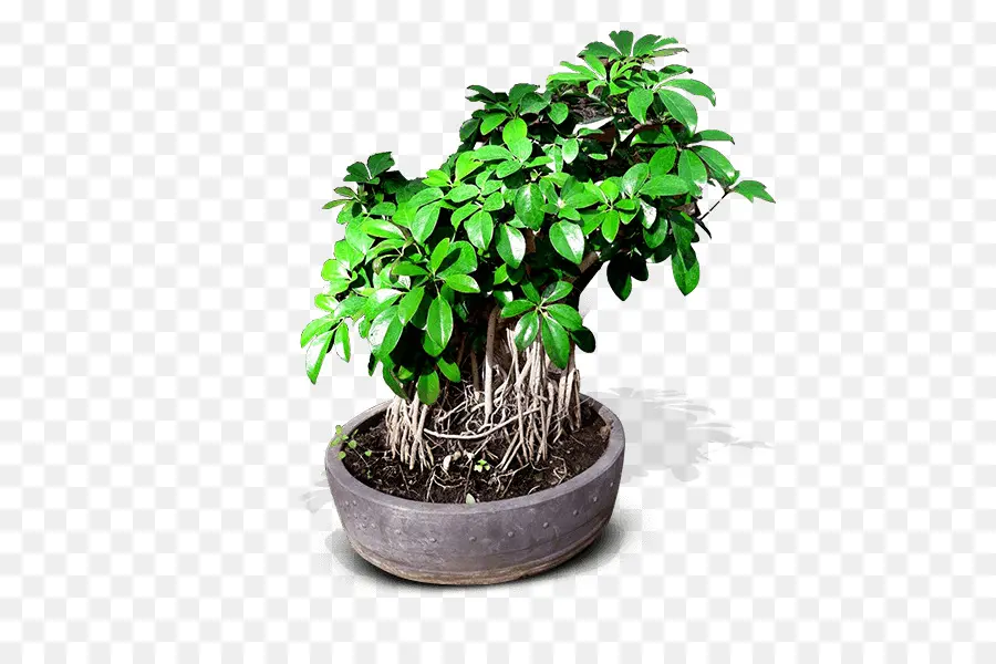 Chinois Douce Prune，Bonsaï PNG