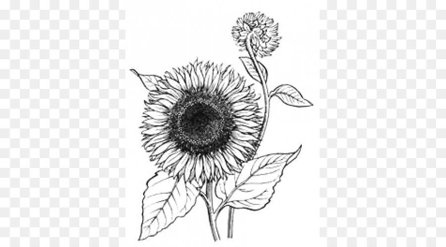 Dessin De Tournesol，Fleur PNG