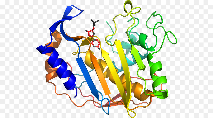 Structure Des Protéines，Molécule PNG