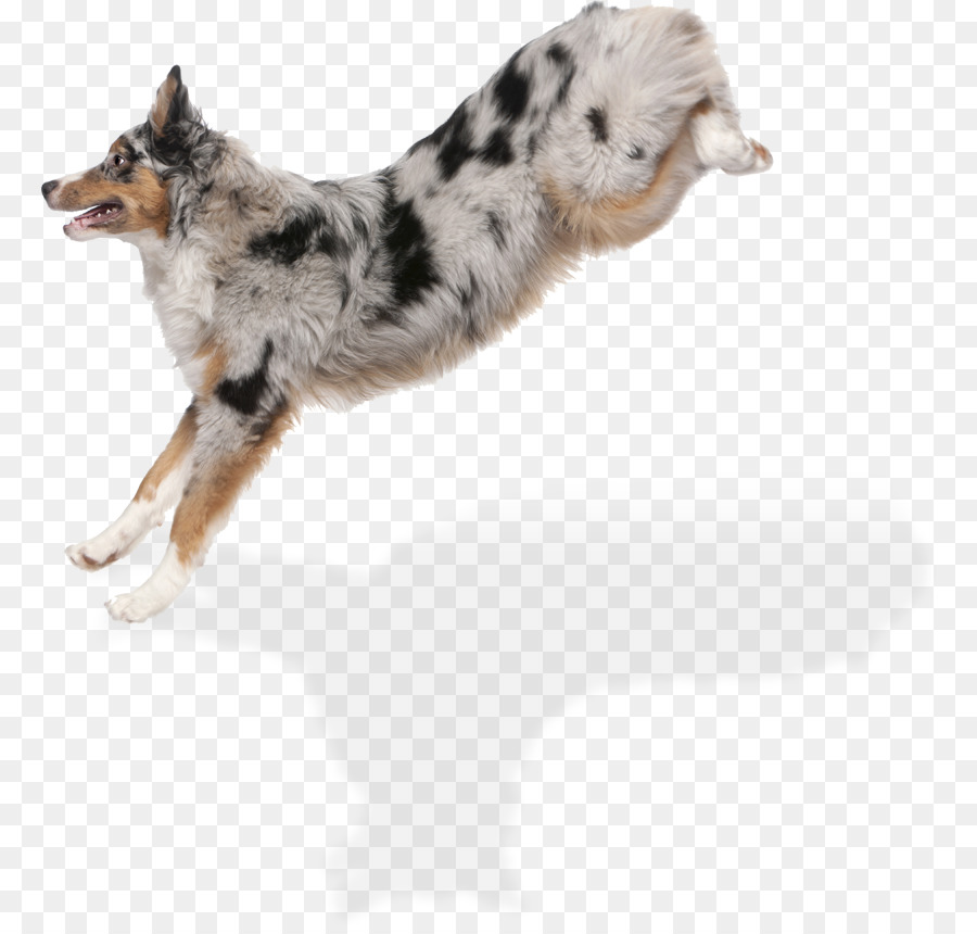 Chien Sauteur，Saut PNG