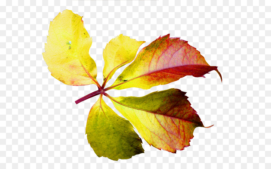 Feuille Colorée，Automne PNG