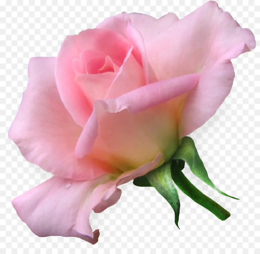 L Amour，Les Roses De Jardin PNG