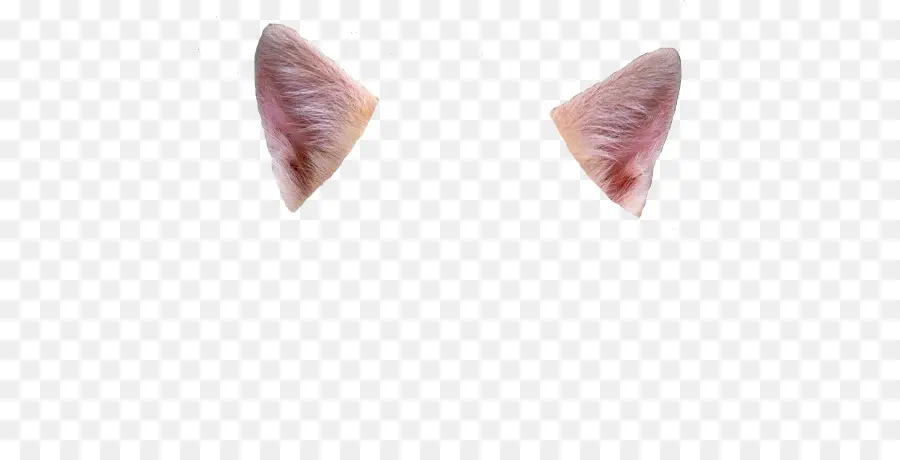 L Oreille，Chat PNG