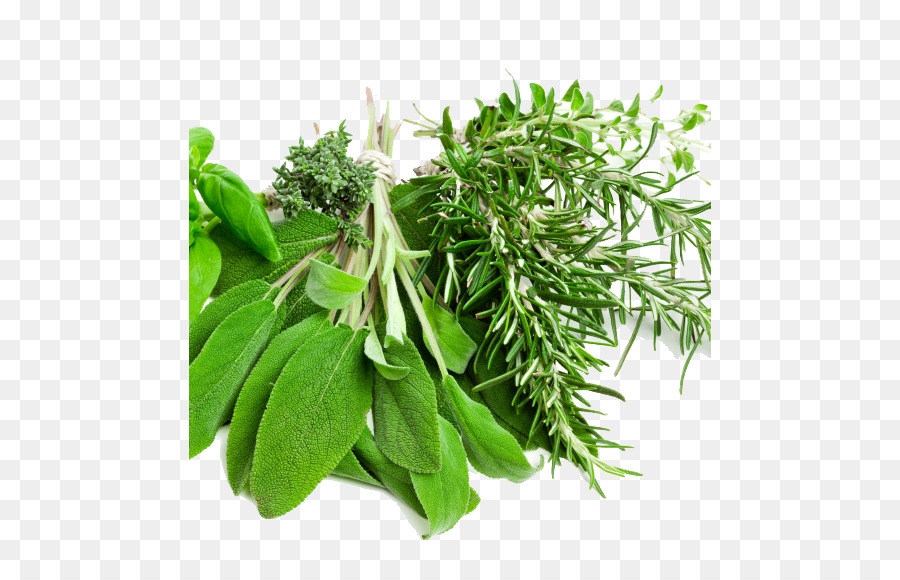 Herbes，Frais PNG