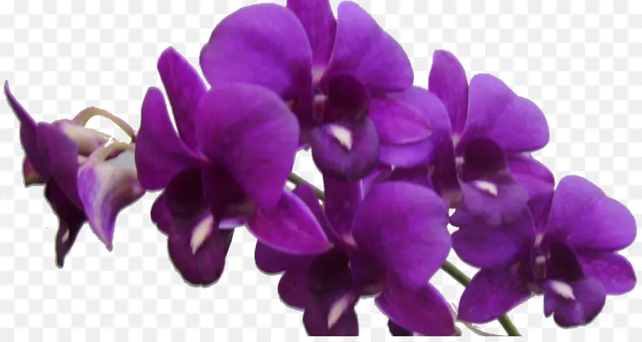 Fleurs Violettes，Violet PNG