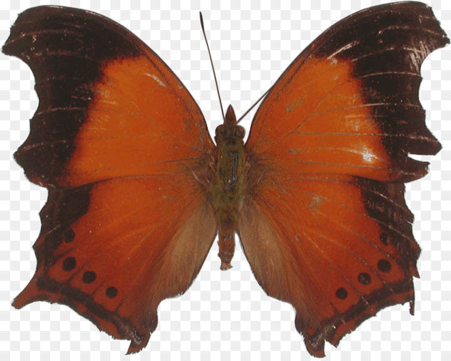 Papillon Noir，Ailes PNG