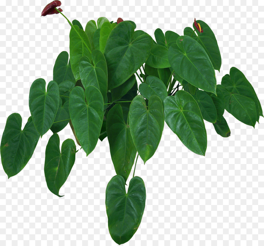 Plante Verte，Feuilles PNG