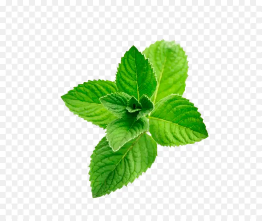 Feuilles De Menthe Verte，Herbe PNG