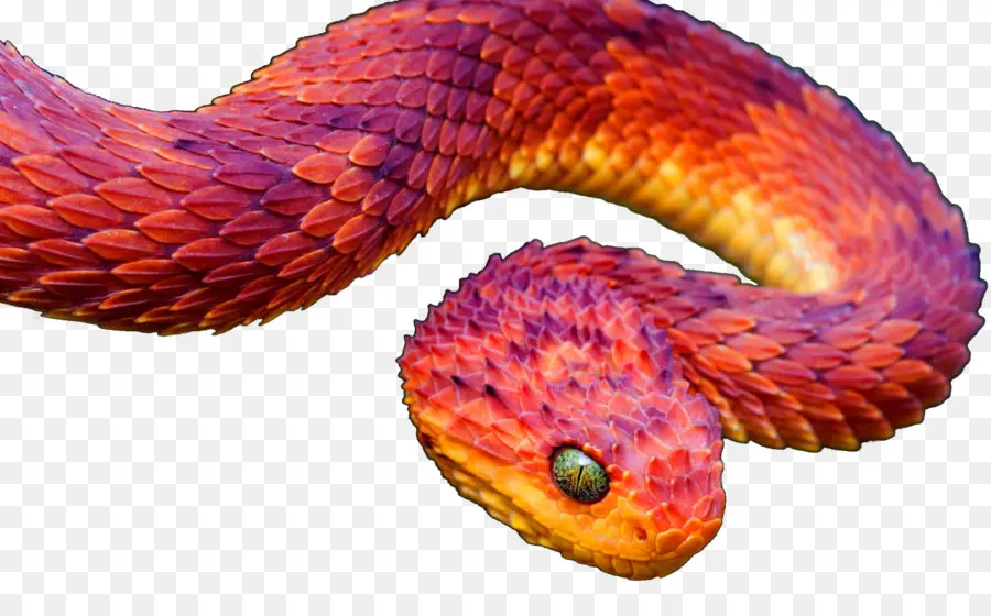 Cobra Rose，Serpent PNG