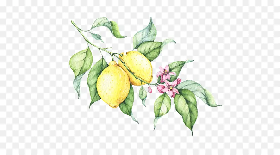 De La Limonade，Citron PNG