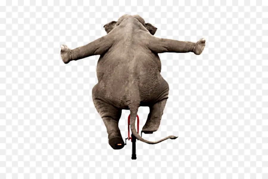 Éléphant à Vélo，Vélo PNG