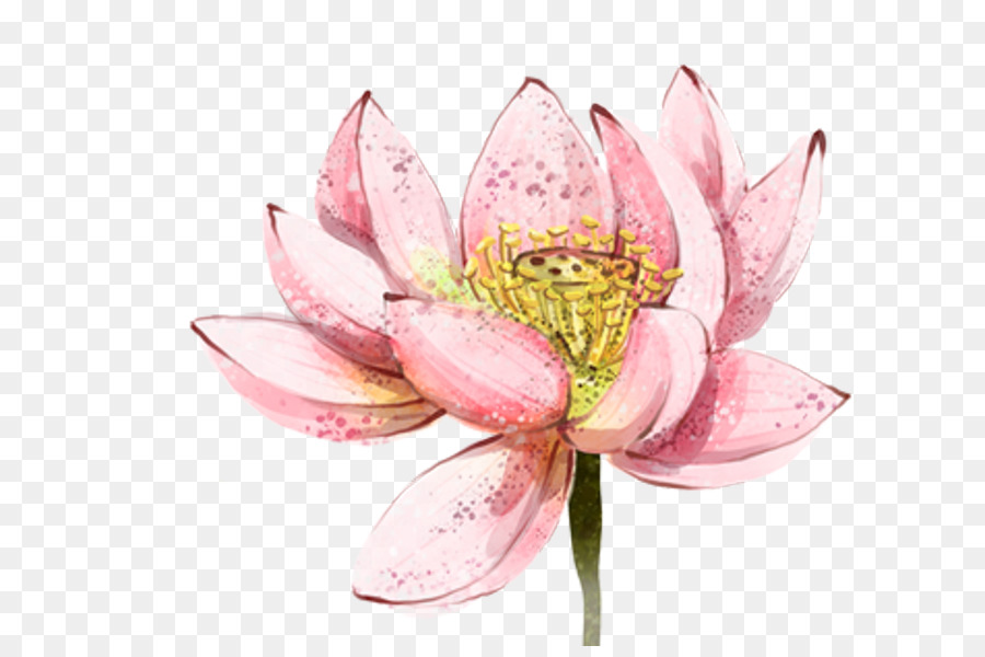 Lotus Rose，Floraison PNG