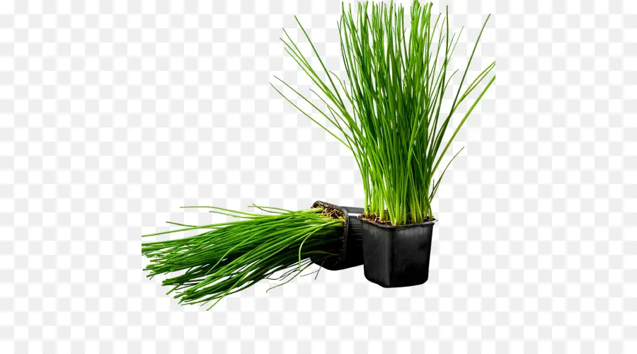 Ciboulette Verte，Herbe PNG