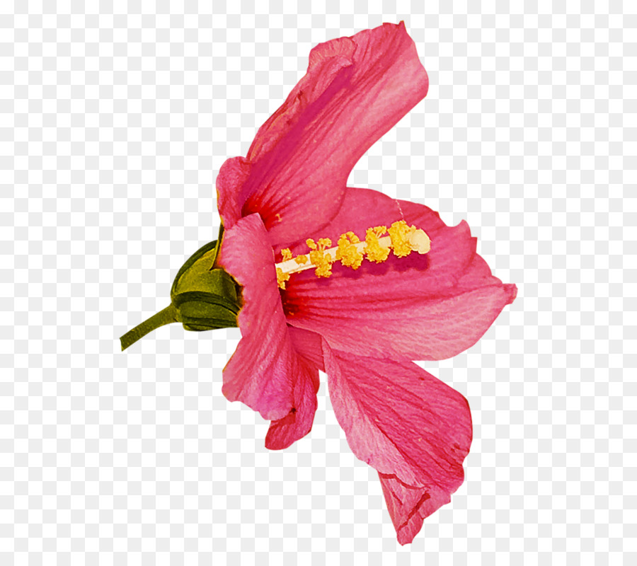 Fleur，Rose PNG