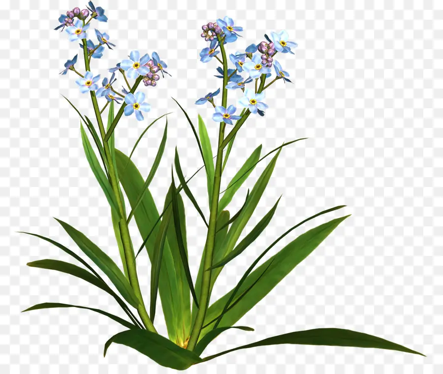 Fleurs Violettes，Fleurir PNG