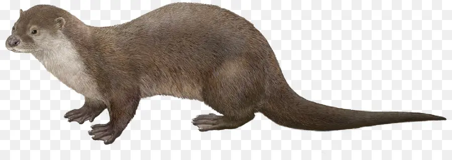 Loutre，Mammifère PNG