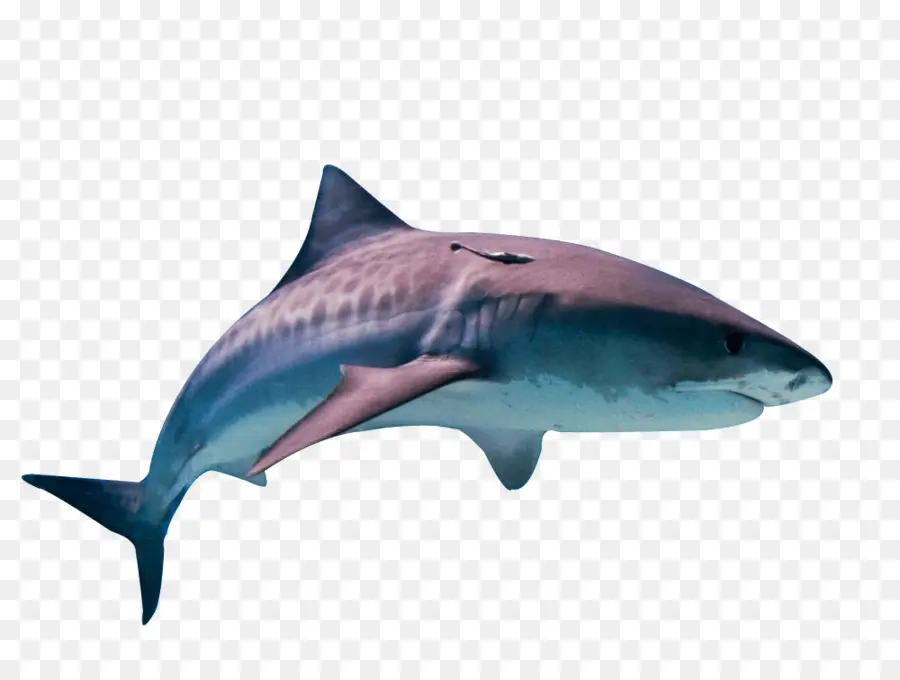 Requin，Océan PNG