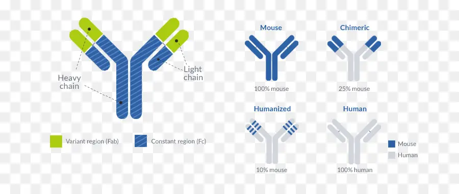 Diagramme D'anticorps，Science PNG