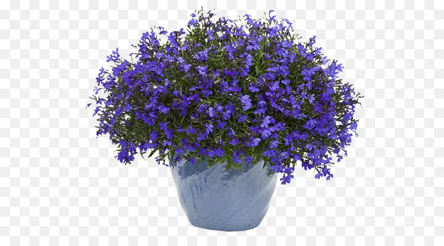 Pot De Fleur，Fleurs Violettes PNG