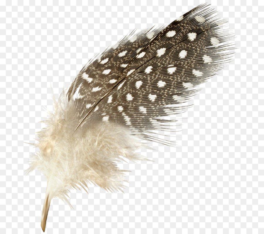 Plume，Oie PNG