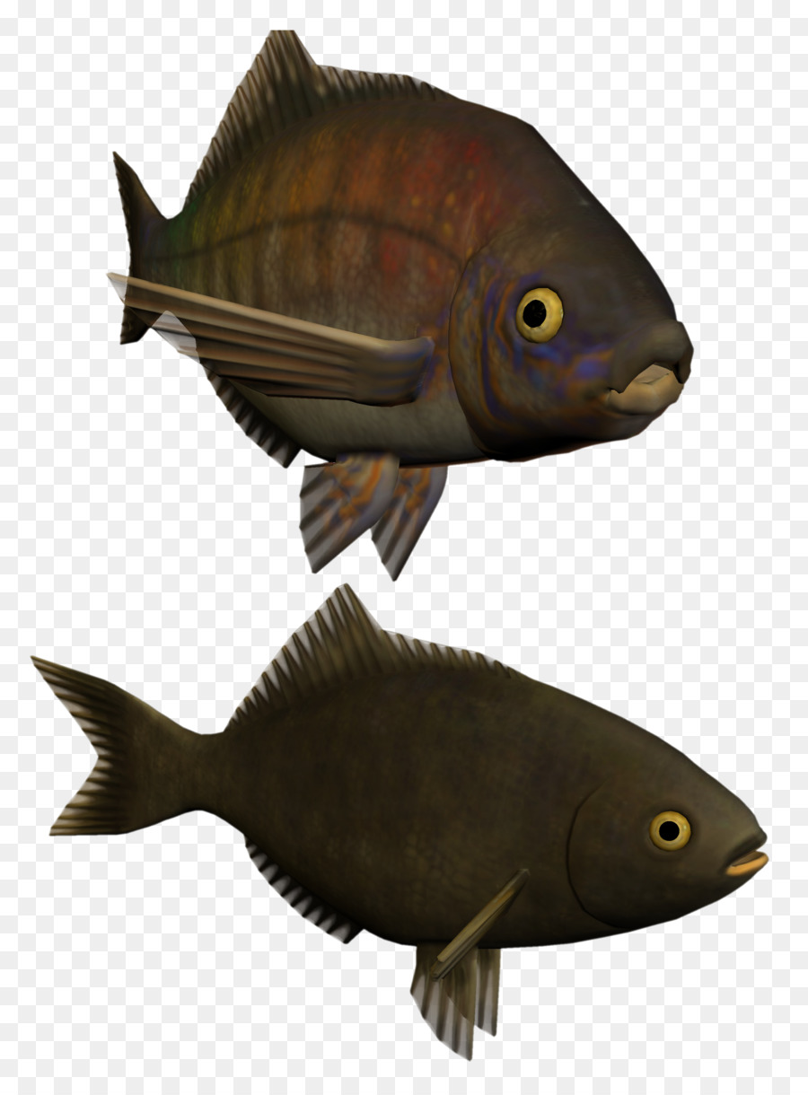 Poisson，Aquatique PNG