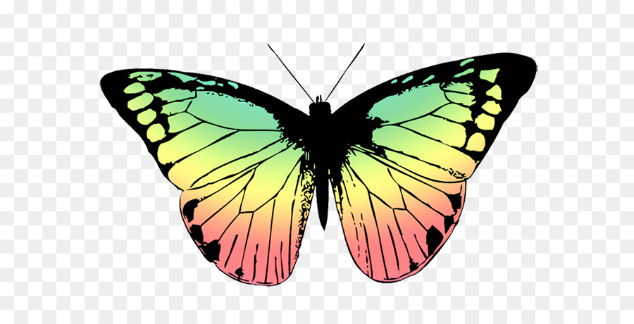 Papillon Vert，Ailes PNG