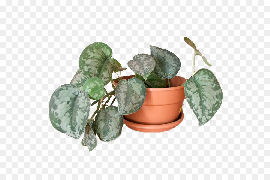 Diable Ivy，Philodendron PNG