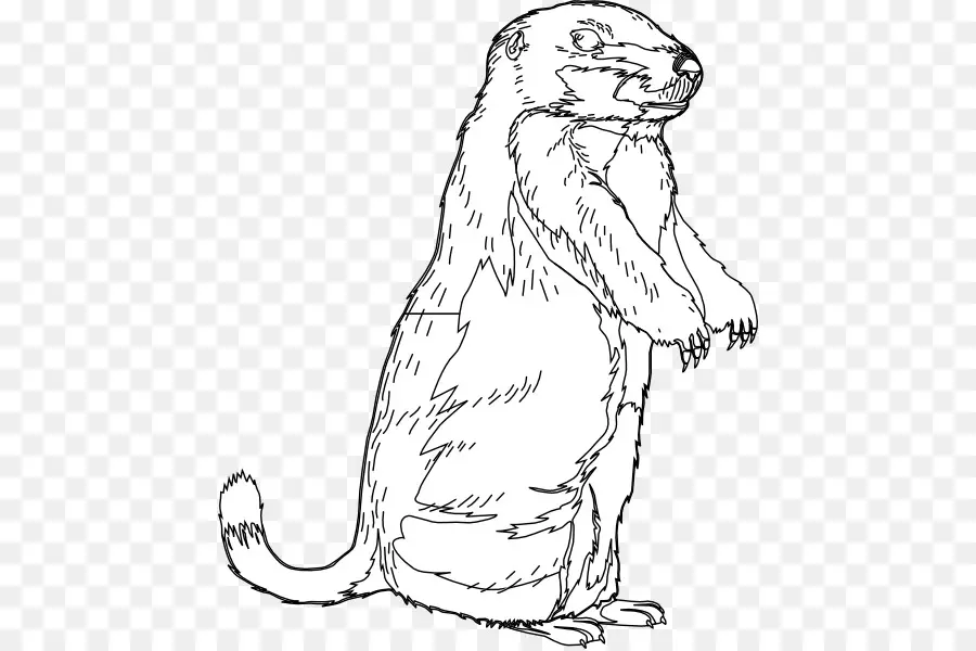 La Marmotte，Le Jour De La Marmotte PNG