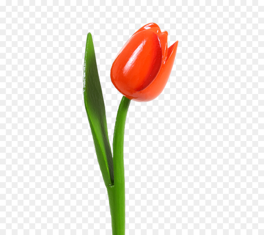 Tulip，Pétale PNG