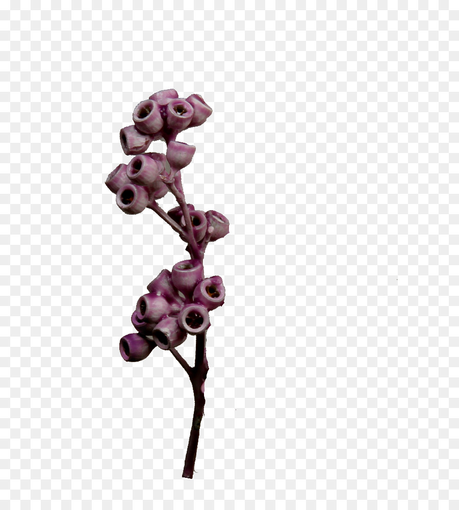 La Floraison De La Plante，Les Plantes PNG