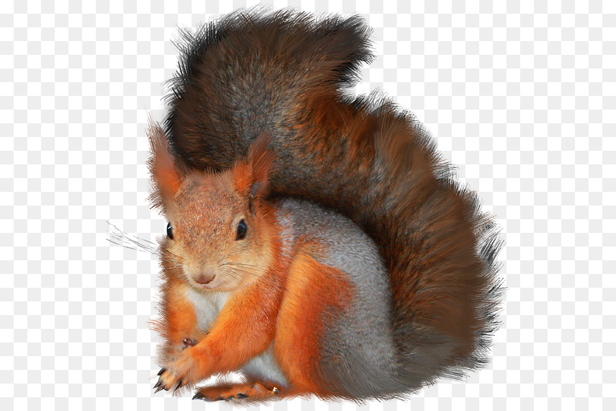Les écureuils Arboricoles，Postscript Encapsulé PNG