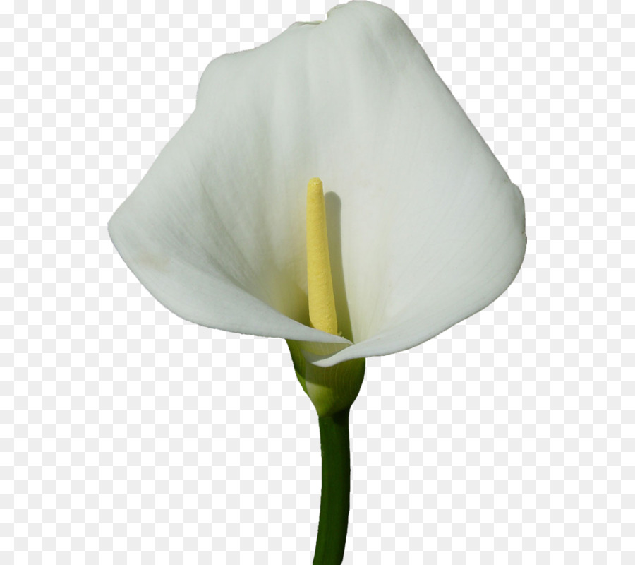 Arumlily，Lys PNG