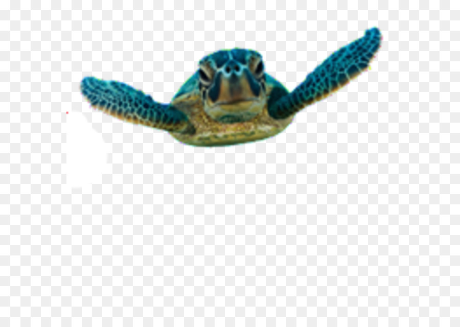 Tortue，Tortue De Mer PNG