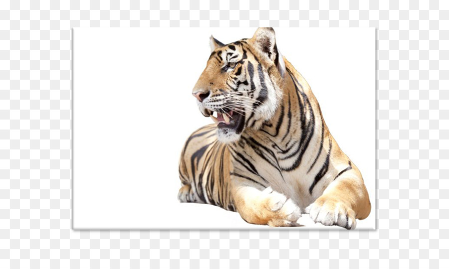 Tigre，Royaltyfree PNG