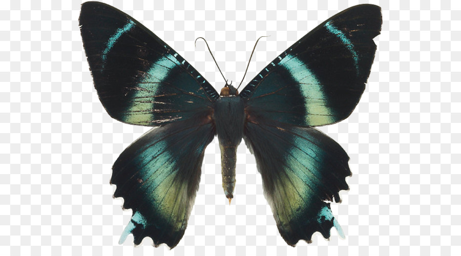 Papillon Noir，Ailes PNG