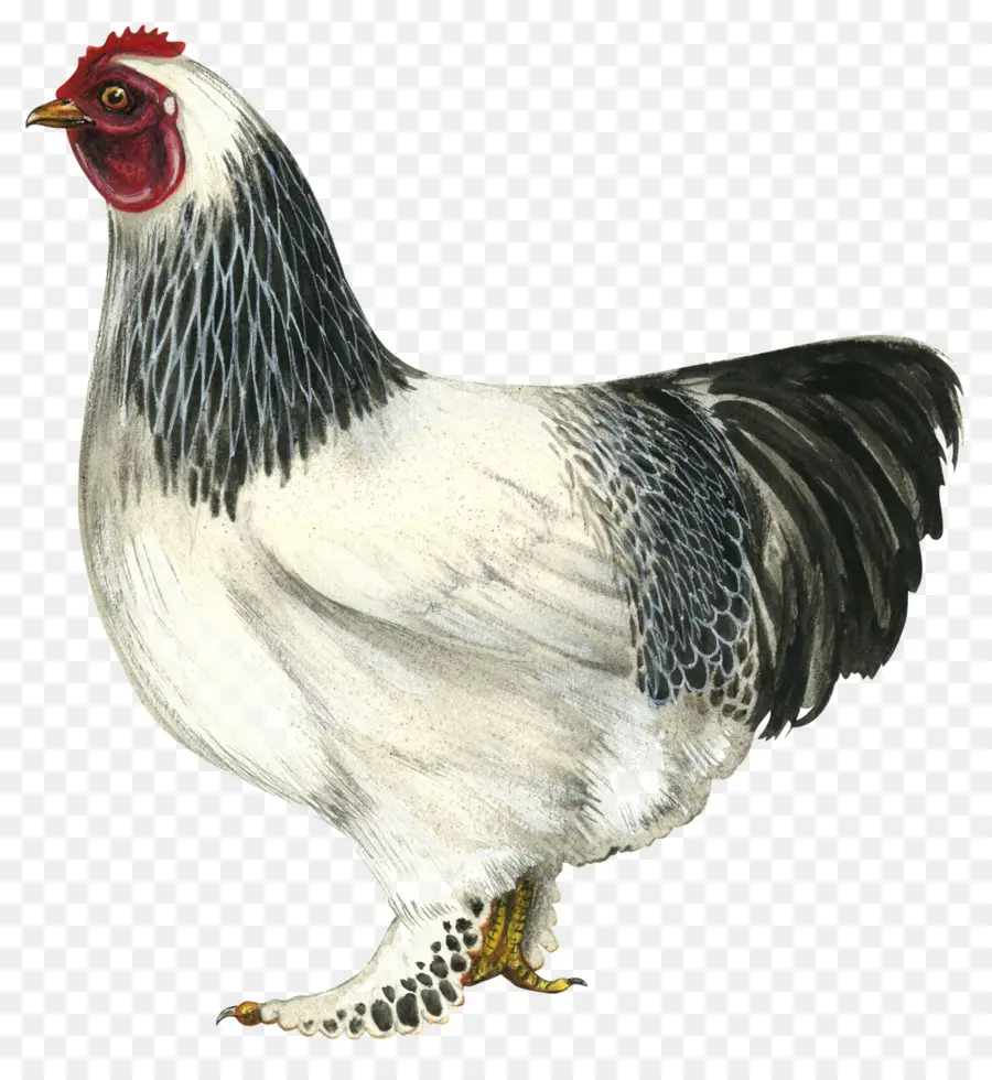 Poulet Blanc，Volaille PNG