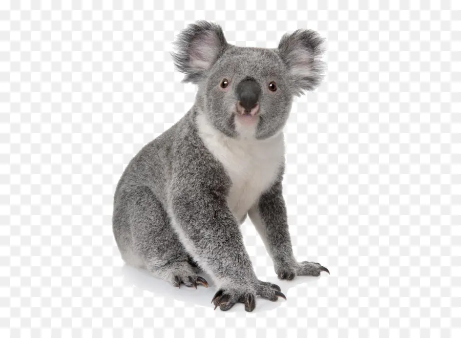 Koala，Apprendre à Dessiner Les Animaux De Zoo Instructions De Stepbystep Pour Plus De 25 Animaux De Zoo PNG