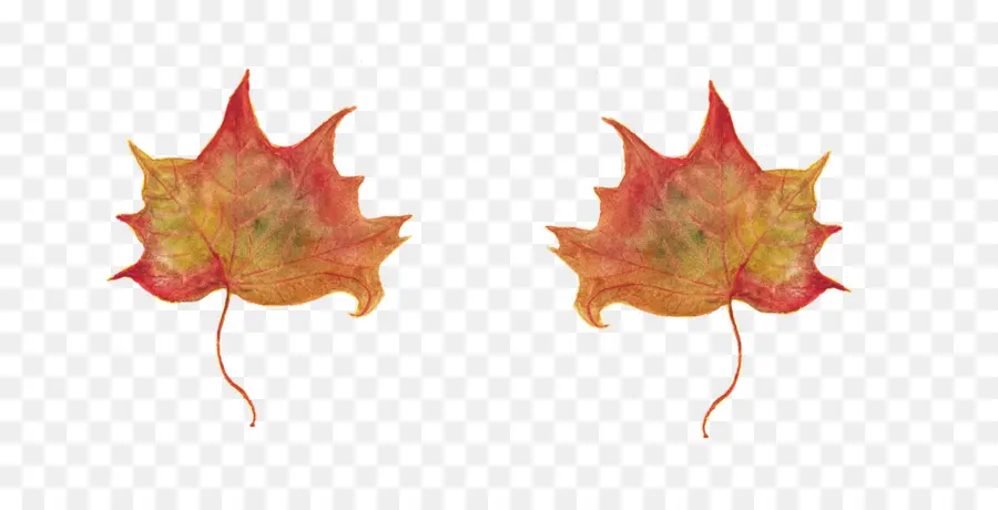 Feuilles D'automne，Automne PNG