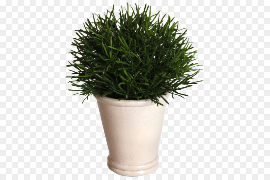 Plante En Pot，Vert PNG