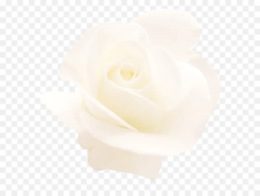 Rose Blanche，Floraison PNG